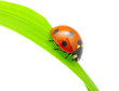 ladybug on leaf