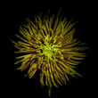 Spider Chrysanthemum