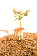 Buckwheat