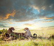 Cheetah