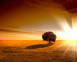 Rural landscape and shining sun