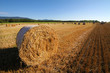 wheat field