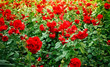 roses flowerbed