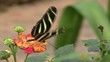 Schmetterling