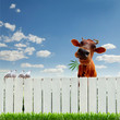 Foto: Cow with marijuana over the fence Cow with marijuana over the fence
