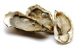 Ostrea edulis