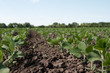rows of young green soybean plants