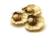 扇贝烤 Capesante gratinate Scallop gratin