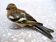 Siskin-chick.