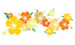 Hibiskus - Blüten