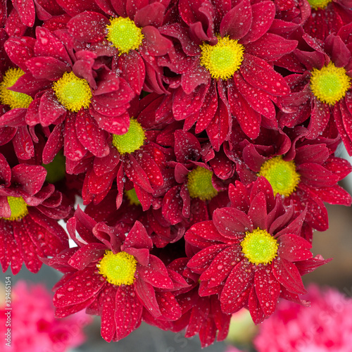 Photo: red chrysanthemum red chrysanthemum