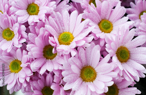 Photo: pink chrysanthemum pink chrysanthemum