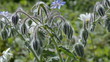 Grow borage