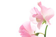 Pink sweet pea isolated on white background