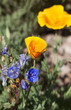 Photo: Colorful poppies in the desert Colorful poppies in the desert
