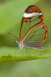 The Glass Wing Butterfly