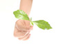 Hand holding a young plant