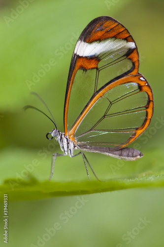 Photo: The Glass Wing Butterfly The Glass Wing Butterfly