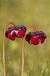 Photo: Pitcher plant flowers Pitcher plant flowers