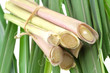 paquet de racines de citronnelle