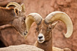 Male and Female Bighorn Sheep