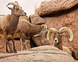 Three Bighorn Sheep