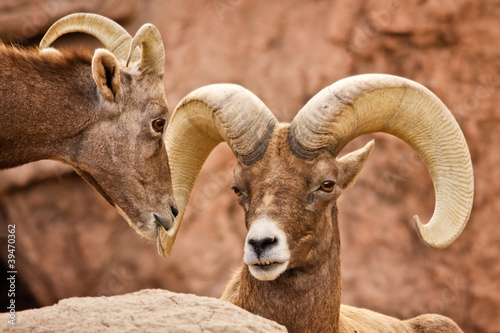 Photo: Male and Female Bighorn Sheep Male and Female Bighorn Sheep