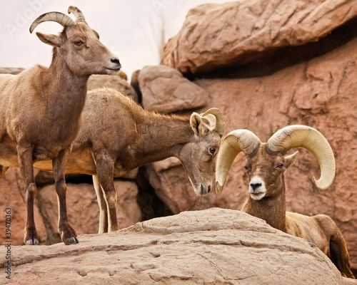 Photo: Three Bighorn Sheep Three Bighorn Sheep