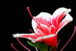 Pink Azalea flower