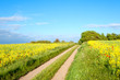 Fields of rapeseed
