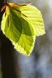 Foto: frisches Grün frisches Grün