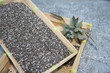 Graines de Chia - Salvia hispanica