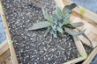 Graines de Chia - Salvia hispanica