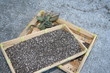Graines de Chia - Salvia hispanica