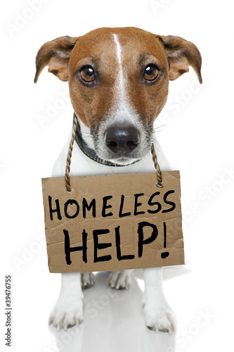 Photo: Homeless dog Homeless dog