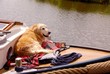 A dog on the frontpeak of a motorboat A dog on the frontpeak of a motorboat