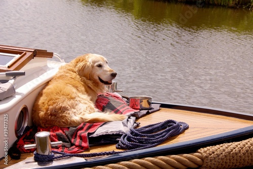 Photo: A dog on the frontpeak of a motorboat A dog on the frontpeak of a motorboat