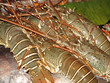 Foto: Fisch in Thailand Fisch in Thailand