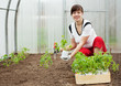 woman planting tomato seedling woman planting tomato seedling