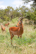 impala in savanna