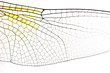 closeup image of dragonfly wing