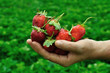 Fresh strawberries in the hand of a woman Fresh strawberries in the hand of a woman