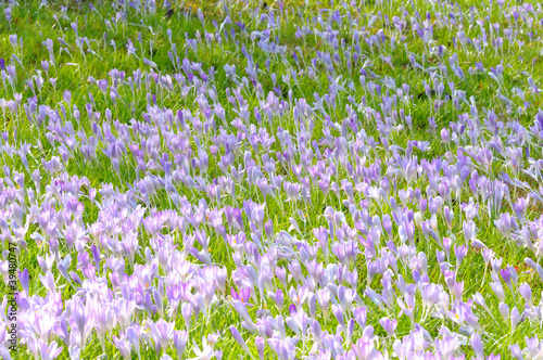Photo: Frühlingserwachen Frühlingserwachen