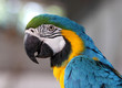 portrait of blue and yellow macaw.