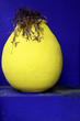 Jardins de Majorelle