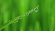 Grass