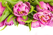 purple tulips border