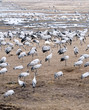 Cranes and whooper swans