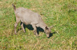 A young monotonous goat female grazing on a fall pasture.
