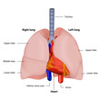 lung and heart medical vector illustration
